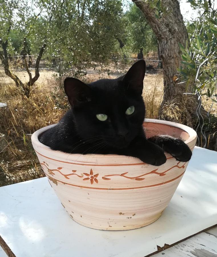 Finca Casa Halcon ألمونتي المظهر الخارجي الصورة